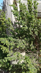 Pimelea serpyllifolia