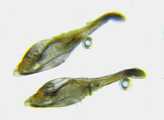 Pristiphora laricis