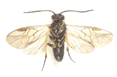 Pristiphora laricis