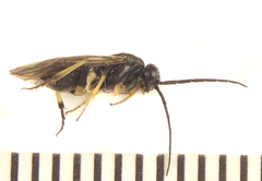 Pristiphora laricis