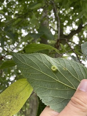 Pachypsylla celtidisumbilicus