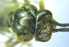 Pristiphora laricis