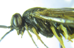 Pristiphora laricis