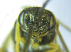 Pristiphora laricis
