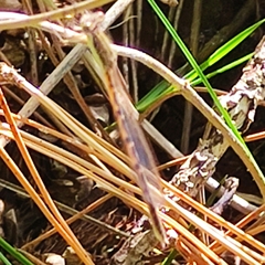 Sympecma fusca