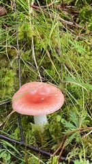 Russula