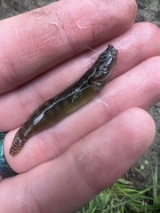 Etheostoma flabellare