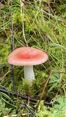 Russula