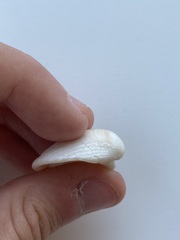 Noetia ponderosa