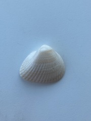 Noetia ponderosa