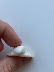 Noetia ponderosa