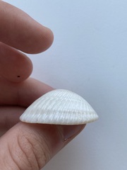 Noetia ponderosa