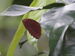 Elymnias hypermnestra beatrice