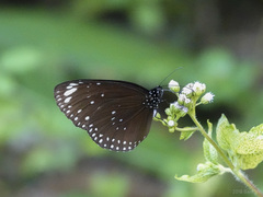 Euploea crameri
