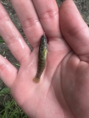 Etheostoma flabellare