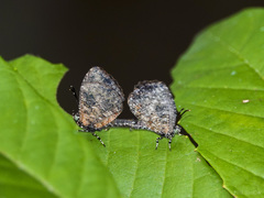 Logania marmorata damis