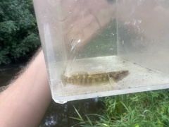 Etheostoma flabellare