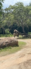 Rhinocerotidae