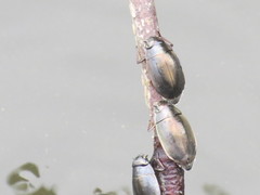 Gyrinidae