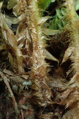 Polystichum braunii image