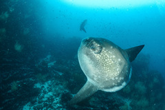 Mola alexandrini