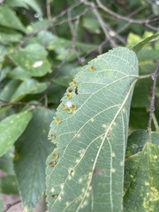 Celticecis spiniformis