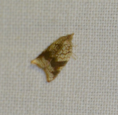 Acleris rhombana