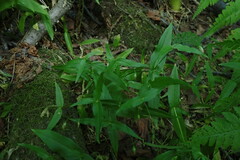 Stellaria fenzlii