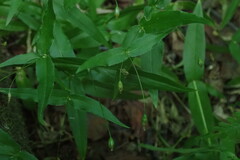Stellaria fenzlii