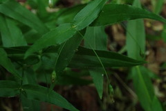 Stellaria fenzlii