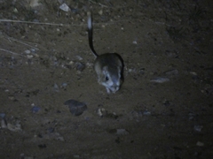 Dipodomys spectabilis