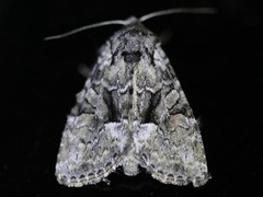 Eremobina leucoscelis