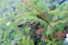Carex gmelinii