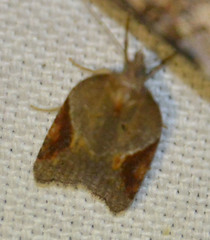 Acleris laterana
