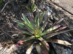 Vriesea atropurpurea