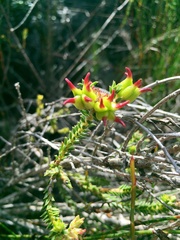 Diosma subulata