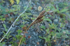 Carex gmelinii