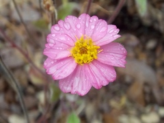 Tridax bicolor
