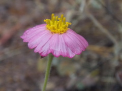 Tridax bicolor