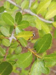 Phytomyza vomitoriae