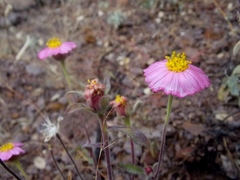 Tridax bicolor