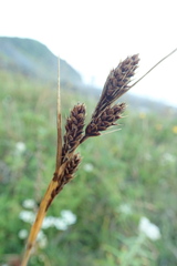 Carex gmelinii