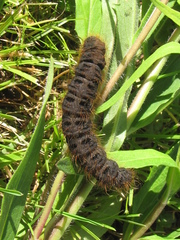 Lemonia dumi