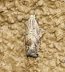 Ofatulena duodecemstriata