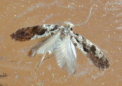 Nemapogon granella