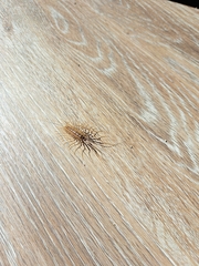 Scutigera coleoptrata