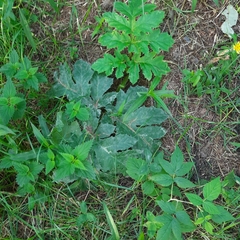 Heracleum dissectum