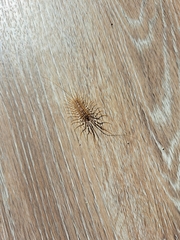 Scutigera coleoptrata