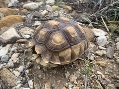 Centrochelys sulcata