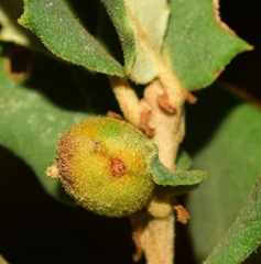 Plagiotrochus australis